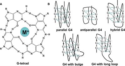 Can G-quadruplex become a promising target in HBV therapy?